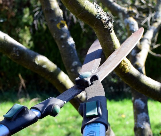 tree pruning in kingaroy